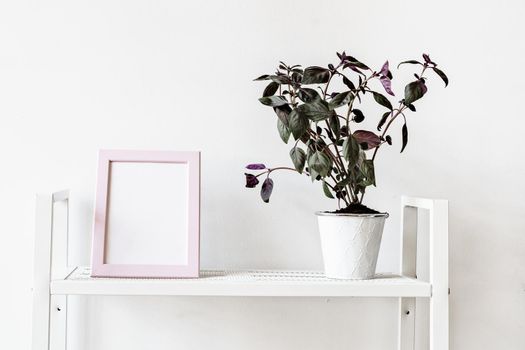House plants in pots on white shelf at home