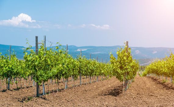 Young vineyard on a sunny spring day. Young plantation of a well-groomed vineyard at the beginning of flowering