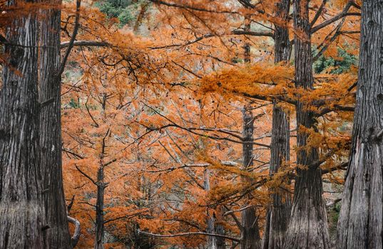 Cypresses trees of orange color in autumn season.