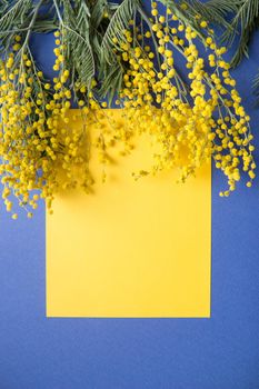 Spring concept, top view. Mimosa and a sheet of yellow paper on a blue background. Mimosa close-up. Happy spring. Space for text.