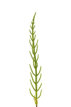 Fresh marsh samphire a coastal plant with vibrant green stalks and a crisp salty taste isolated on a white background