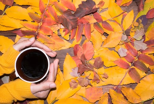 Female hands holding a cup of coffee in a yellow sweater against a background of bright colorful autumn leaves
