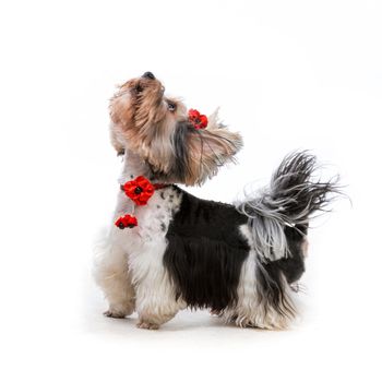 Young male of the Yorkshire Terrier on white background