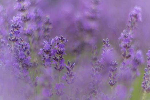 Lavender flower blooming scented fields in endless rows. Selective focus on Bushes of lavender purple aromatic flowers at lavender field. Abstract blur for background.