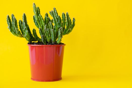 Potted house plant over a yellow bright background