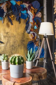 Collection of various cactus and succulent plants in different pots. Potted cactus house plants on white shelf against white wall.