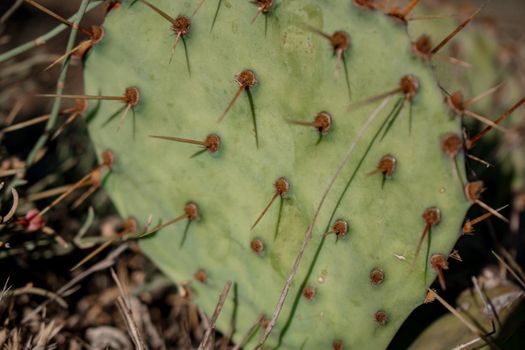 Closeup of spines on cactus, background cactus with spines.