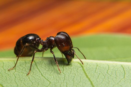 Close-up photo of ants Pheidole jeton driversus on a branch
