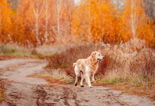 Golden retriever dog walking at autumn forest and looking back. Cute doggy pet labrador at nature with orange leaves at trees