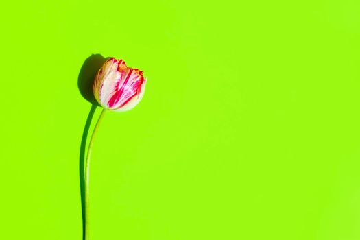 Delicate pink and white tulip isolated on a bright green background. Flat lay in Minimal style. Top view, copy space. Pink tulip - spring flower concept