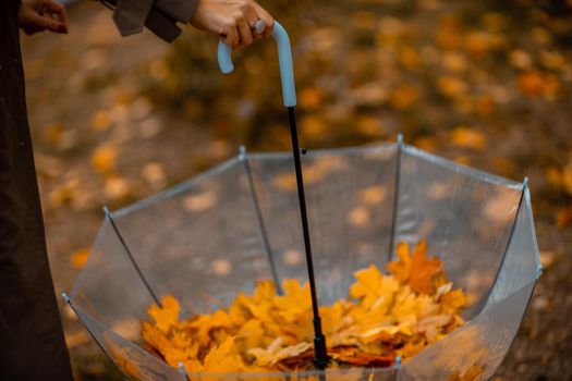 Transparent umbrella with fallen maple leaves in the autumn park