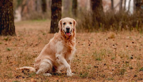 Golden retriever dog sitting in autumn forest and looking at camera. Cute doggy pet labrador at nature