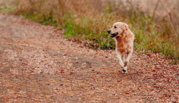 Golden retriever dog running at autumn nature. Cute doggy pet labrador in forest