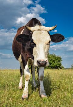 Cow grazing on the farm and looking into camera. Black and white cow on a pasture.