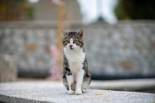 beautiful gray cat sitting on the sidewalk in soft focus.