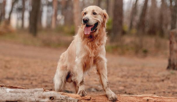 Golden retriever dog sitting with tonque out at autumn forest and looking back. Cute doggy pet labrador walking at nature