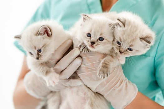 Closeup portrait of three cute ragdol kittens with beautiful blue eyes in hands of veterinarian specialist. Adorable fluffy kitty cats at vet clinic during medical care procedures