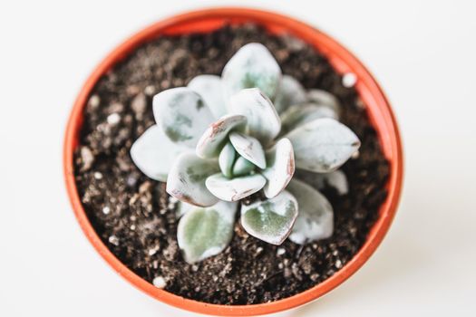 Beautiful potted succulent plants on a white table top view