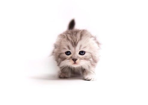 Little fluffy Scottish kitten isolated on white background