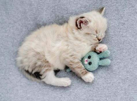 Adorable little fluffy ragdoll kitten sleeping and hugging toy rabbit bunny on light blue fabric during newborn style photoshoot in studio. Cute napping kitty cat portrait