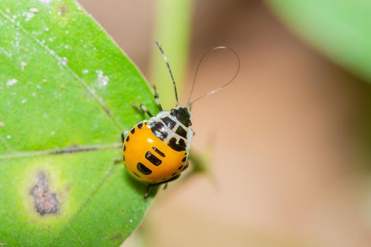 Macro Stink Bug on leaf