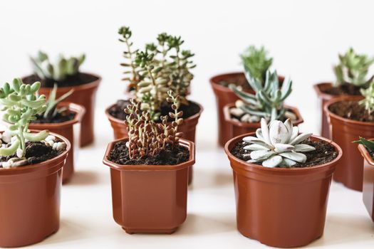 various cactus and succulent plants in pots