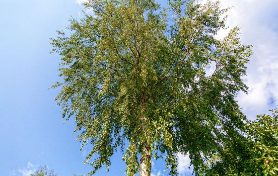 Birch trunk in the afternoon in good weather, view from below only on the clouds and blue sky. Russia, Kostroma region