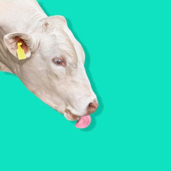 Portrait of White Bull isolated on blue or mint background. Beautiful big white bull with bright pink tongue. Cattle with no horns close up. Farm animal. Beef cattle isolated on white.