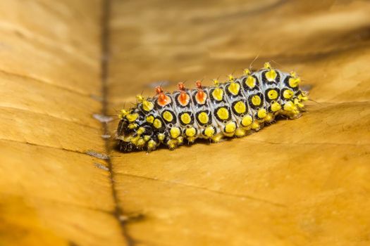 Close up photos of caterpillars
