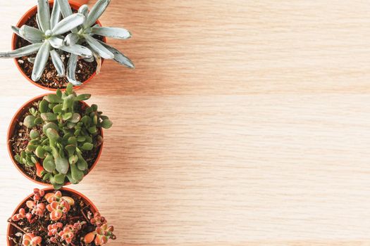 arrangement of the succulents or cactus succulents