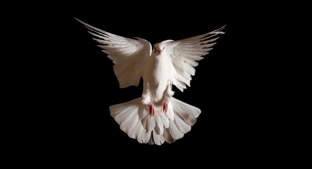 white dove spreading its wings flies on a black background, holidays