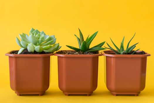 Succulent house plant small sprouts on a yellow background