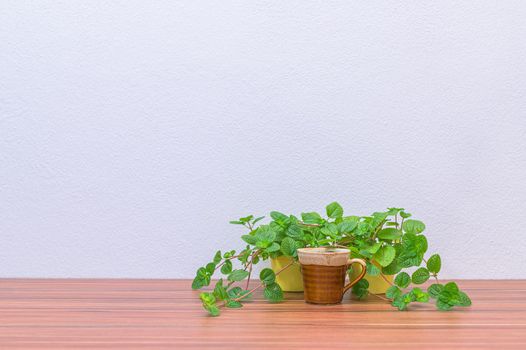 Coffee mugs and plants are at your desk