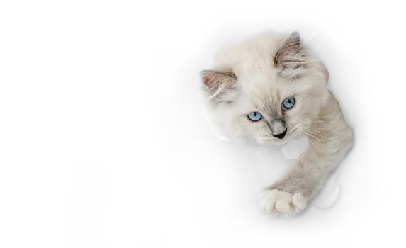 Funny beautiful ragdoll cat looks through ripped hole in white paper backgroud. Purebred domestic feline pet with incredible blue eyes portrait