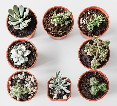 Beautiful potted succulent plants on a white table top view