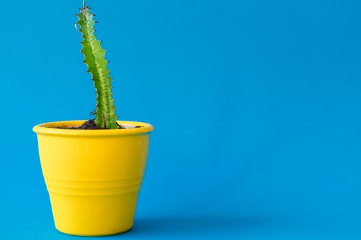 Succulent plant in a clay pot over a blue background