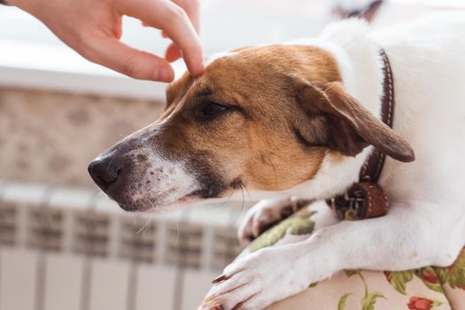 Jack Russell Terrier lying at home. Pet and household.