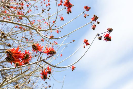 Great close-up of rambutan hanging on a tree