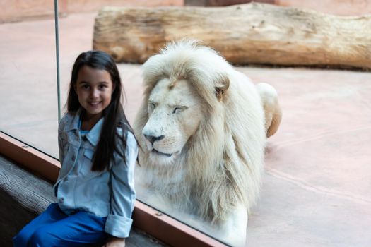 Little Girl Watching Through the Glass at White Lion in Zoo. Activity Learning for Kid.