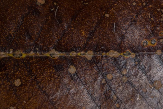 Macro background, dry leaves, brown