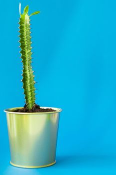 Succulent house plant small sprouts on a blue background