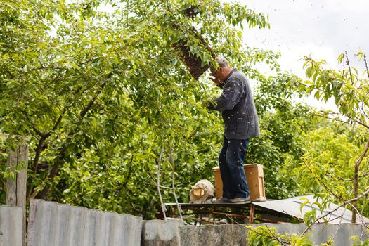 catching the bee swarm beekeeping