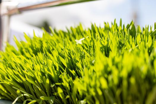 Background of freshly grown sprouts. Macro shot.