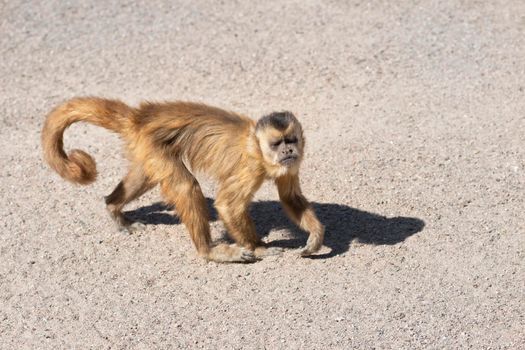 Capuchin monkey in zoo close up. The capuchin monkeys are New World monkeys of the subfamily Cebinae.