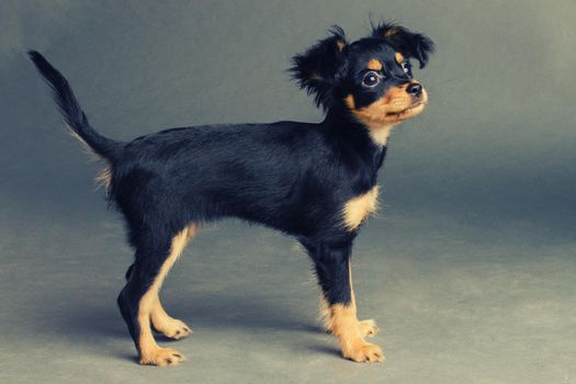 Cute puppy of Russian toy terrier on a gray background. - Image