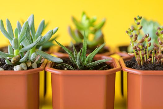 Succulent house plant small sprouts on a yellow background