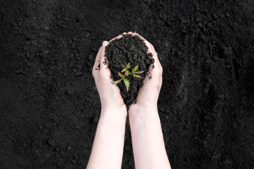 Young sprout in female hands on a background of the black earth. World soil day concept. Human hands holding seed tree with soil on agriculture field background