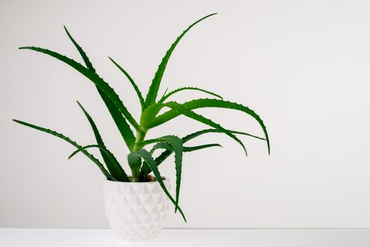 Aloe vera plant isolated on white.- image