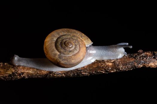 Macro snails walking on the branches.