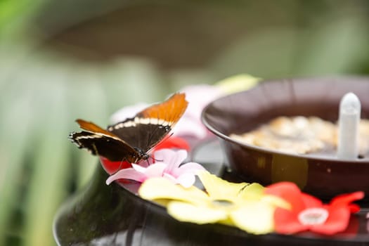 Butterfly climbing in the feeder in a greenhouse
